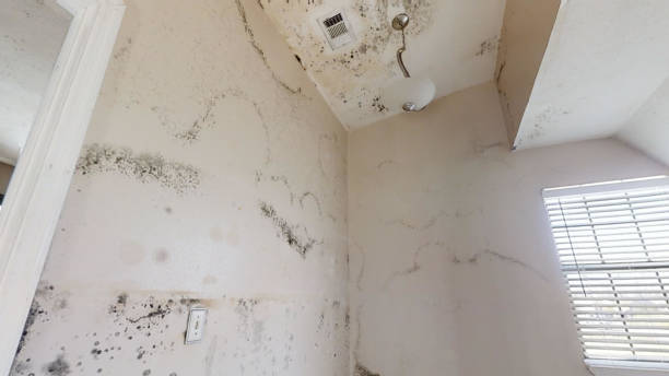 Best Post-Construction Mold Inspection  in Hidalgo, TX