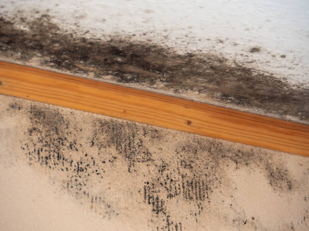 Best Mold-Related Health Consultation  in Hidalgo, TX