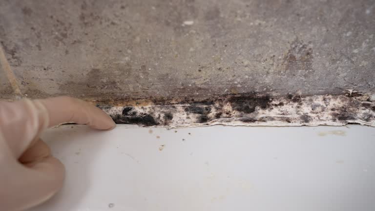 Best Biohazard Mold Removal  in Hidalgo, TX